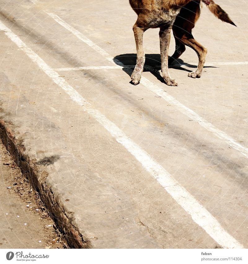 CUT THE DOG Hund Mischling Tier Platz Sommer Asien Vergänglichkeit straßenhund promenadenmischung befallen court