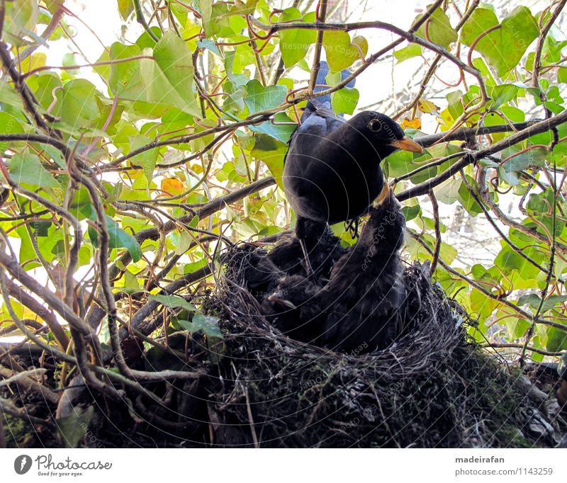 Amselhahn-auf-Amselküken-Küken-hungrig-Amselnest-IMG_2096 Tier Wildtier Vogel Amselbaby Vogelfütterung Essen fliegen füttern authentisch außergewöhnlich