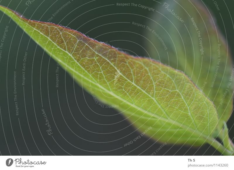 Blatt Natur Pflanze Frühling Blühend leuchten ästhetisch authentisch einfach elegant frisch natürlich grün Frühlingsgefühle Gelassenheit geduldig ruhig Design