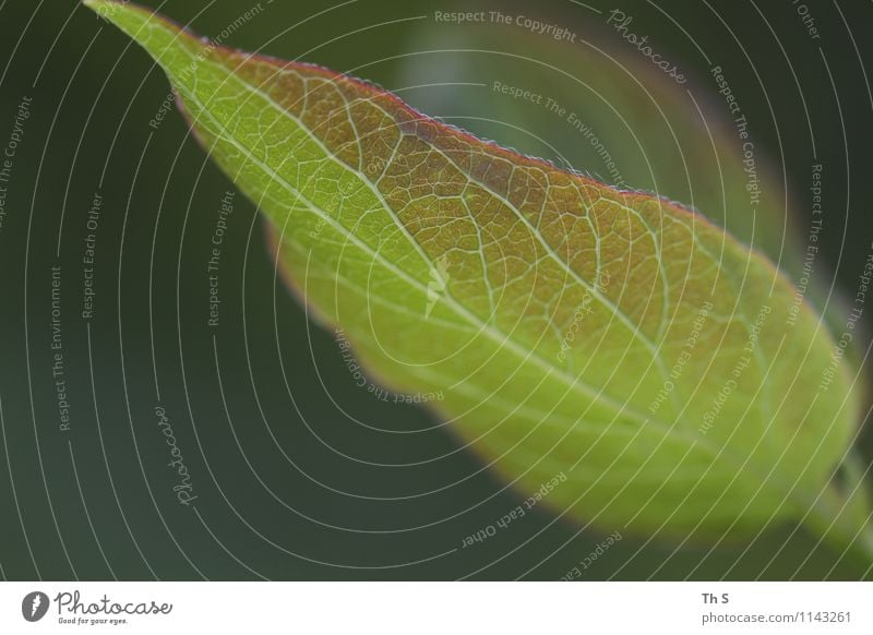 Blatt Natur Pflanze Frühling Bewegung Blühend ästhetisch authentisch außergewöhnlich einfach elegant frisch natürlich grün Gelassenheit geduldig ruhig Design