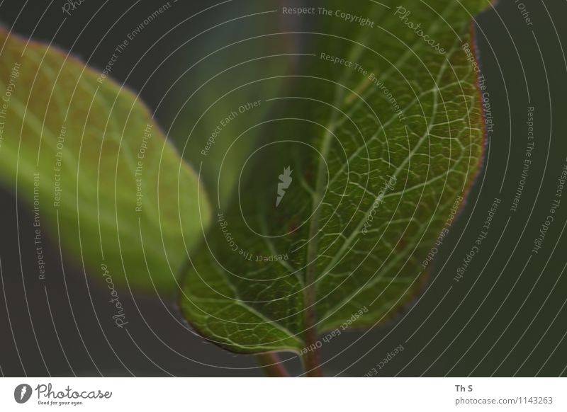 Blatt Natur Pflanze Frühling Bewegung Blühend ästhetisch authentisch einfach elegant frisch natürlich grün Gelassenheit geduldig ruhig Design Energie Farbe