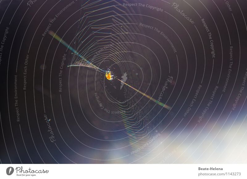 Aktives Networking Sonnenlicht Sommer Spinne Kommunizieren schaukeln warten rund Netzwerk Zusammenhalt Spinnennetz Verbindung schillernd Schnur spinnen