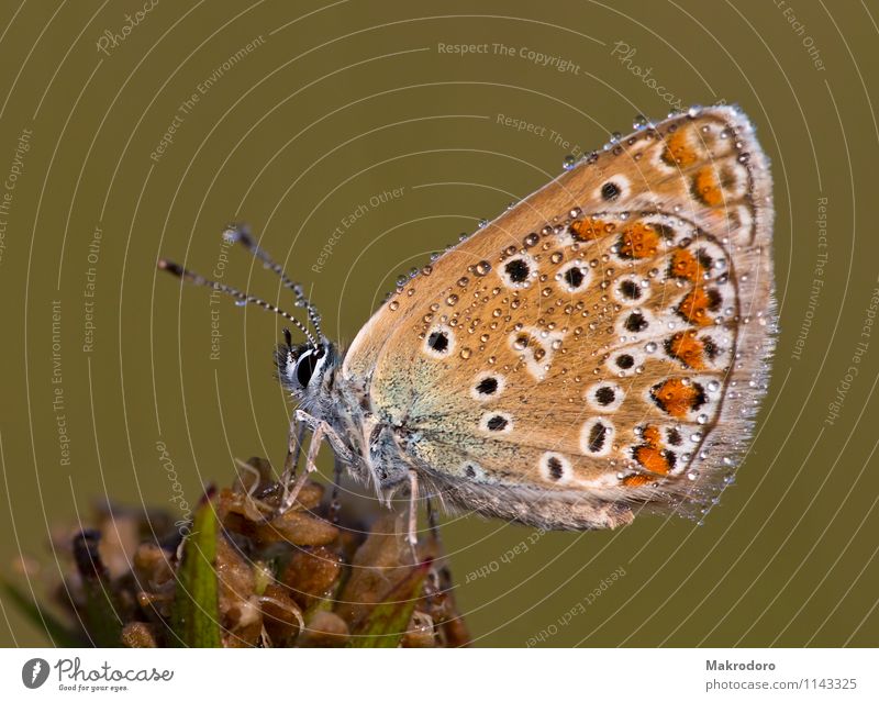 Schmetterling 1 Tier Glück Tau Sonnenaufgang frisch Wasserperlen Außenaufnahme Nahaufnahme Detailaufnahme Makroaufnahme Morgendämmerung