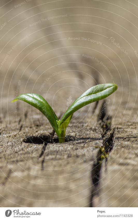 Wo ein Wille da ein weg 2 Umwelt Natur Tier Pflanze Blatt Garten Wachstum außergewöhnlich wild grün Optimismus Ziel keimen entwickeln Farbfoto Makroaufnahme Tag