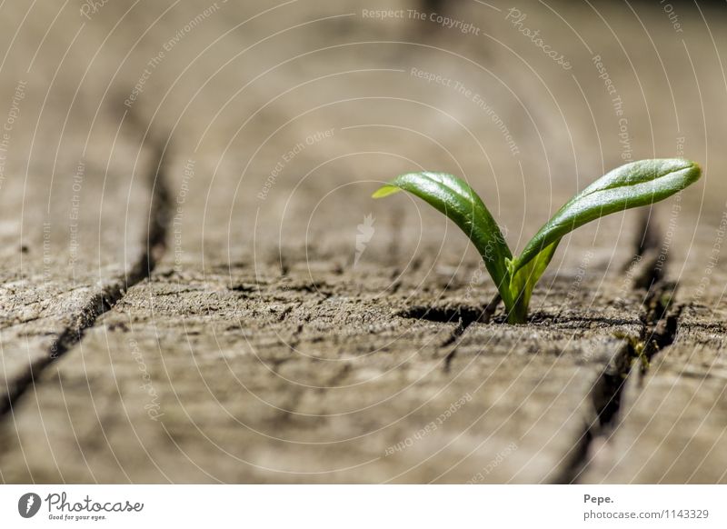 Wo ein Wille da ein Weg Natur Sommer Pflanze Gras Blatt Wildpflanze Garten Wachstum positiv rebellisch grün Optimismus Leben keimen Kraft Farbfoto Außenaufnahme