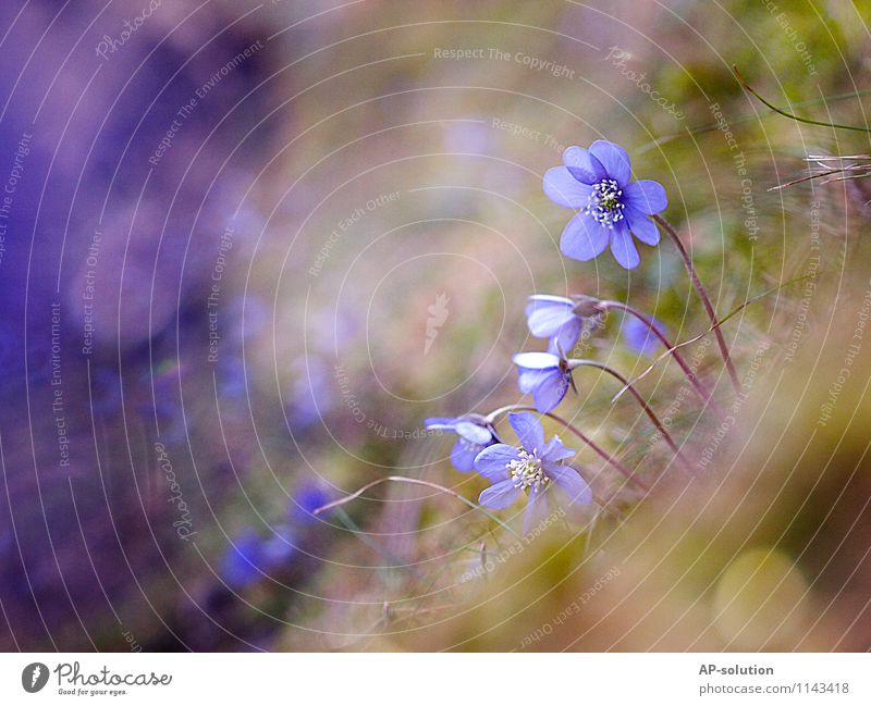 Leberblümchen Natur Pflanze Erde Frühling Schönes Wetter Blume Gras Garten Wiese Wald Blühend Duft Fröhlichkeit frisch Glück natürlich feminin blau gelb gold