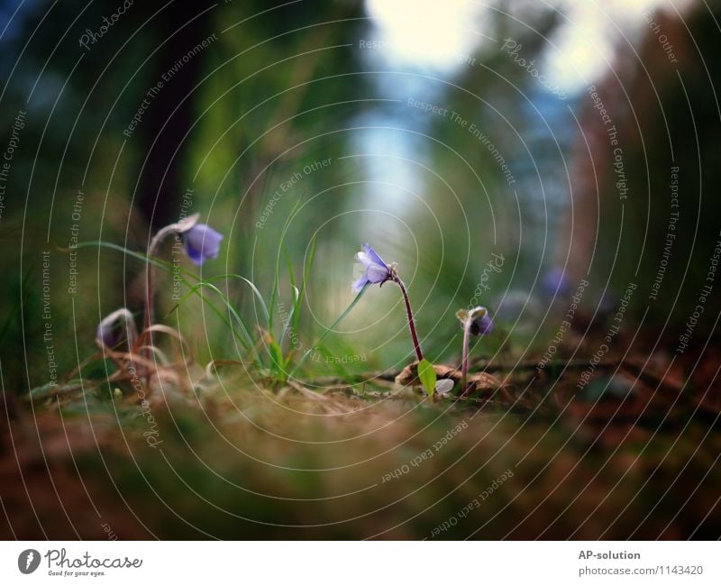 Blumen / Leberblümchen Natur Pflanze Erde Moos Garten Wiese Wald Blühend Wachstum frisch positiv grün violett "leberblümchen," Farbfoto Außenaufnahme