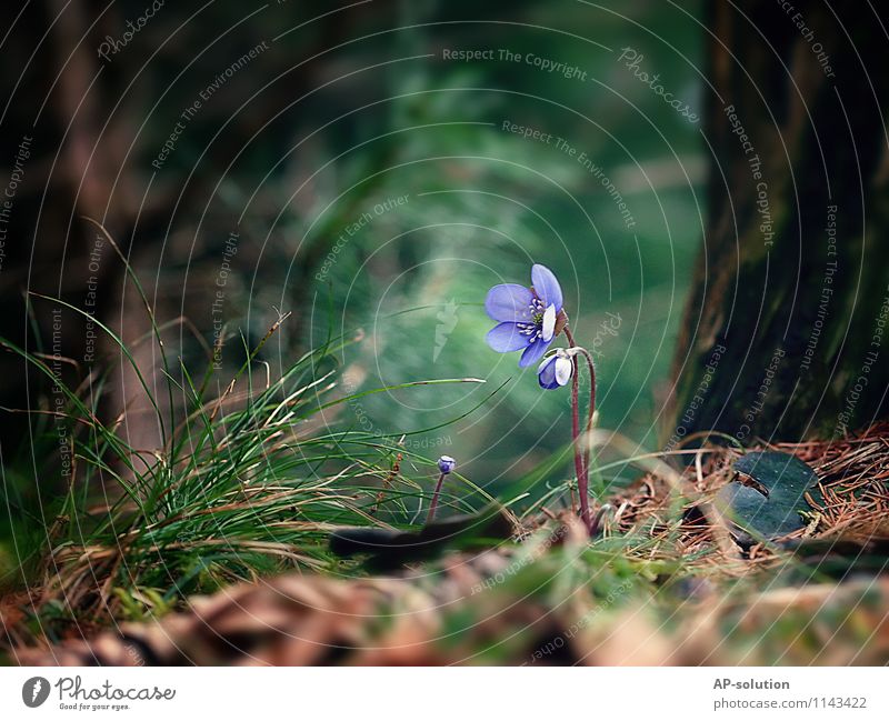 Leberblümchen Natur Pflanze Erde Frühling Blume Gras Moos Blüte Wald Blühend Duft entdecken Wachstum frisch positiv braun grün violett türkis rein zart Farbfoto