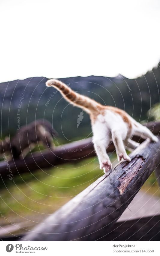 Auf der Flucht Umwelt Natur Landschaft Pflanze Tier Alpen Berge u. Gebirge Hütte Sehenswürdigkeit Haustier Katze 2 Brunft Spielen Sport Aggression ästhetisch