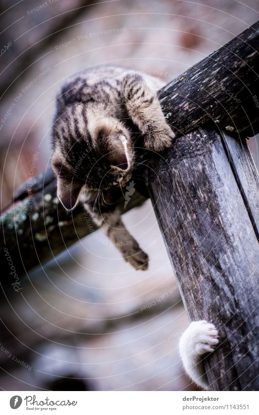 Kampf der Süßigkeiten Ferien & Urlaub & Reisen Tourismus Berge u. Gebirge Umwelt Natur Landschaft Pflanze Tier Sommer Schönes Wetter Hütte Haustier Katze Jagd