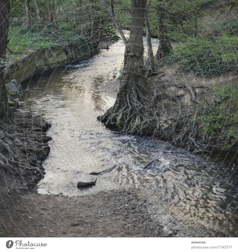 Dorfbach Ferien & Urlaub & Reisen Tourismus Umwelt Natur Landschaft Pflanze Wasser Klima Baum Küste Flussufer Bach grün Freiburg im Breisgau Bachufer Wurzel