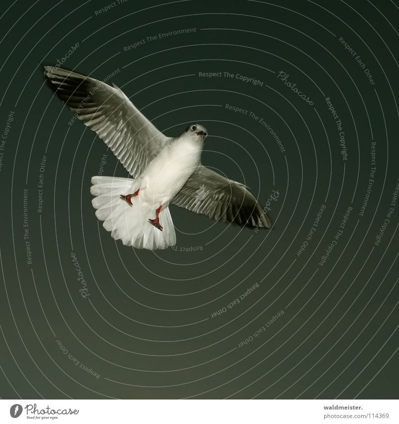 kleine Möwe Lachmöwe Vogel Feder Schnabel Meer Strand Abend dunkel Möve Himmel Luftverkehr fliegen Flügel Fuß