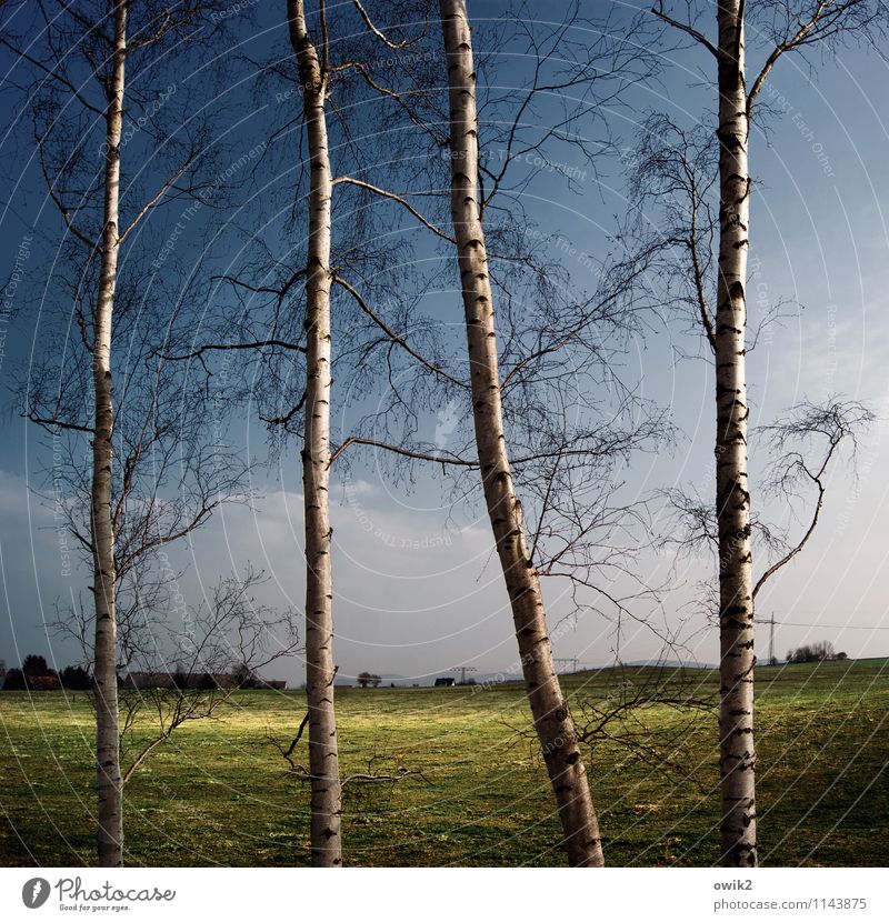 Lichtung Umwelt Natur Landschaft Pflanze Himmel Wolken Horizont Klima Wetter Schönes Wetter Baum Baumstamm Birke Zweig Holz Wiese dünn fest Zusammensein