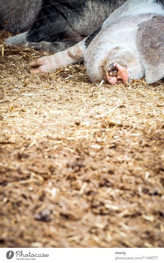 Wer macht denn hier auf faule ... Tier Haustier Nutztier Tiergesicht Schnauze Schwein Saukopf Kopf 1 schlafen dick dreckig braun faulenzen Erholung bewegungslos