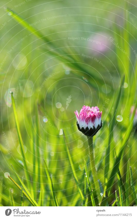 Pink macht gute Laune! Natur Frühling Sommer Schönes Wetter Blume Gras Blüte Park Wiese Duft Freundlichkeit Fröhlichkeit frisch schön neu positiv verrückt grün