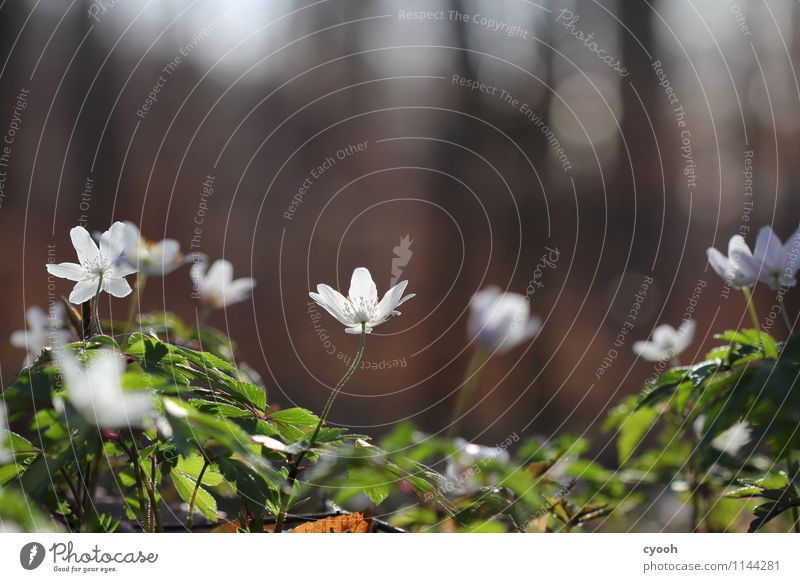 Frühlingsboten Natur Schönes Wetter Pflanze Blume Blüte Wald Blühend Duft leuchten Wachstum frisch hell schön neu weiß Frühlingsgefühle Beginn Zufriedenheit