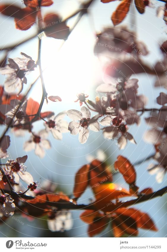 frühlingblick Pflanze Frühling Schönes Wetter Blüte Garten Park außergewöhnlich Duft frisch glänzend hell Fröhlichkeit Zufriedenheit Gelassenheit ruhig Hoffnung