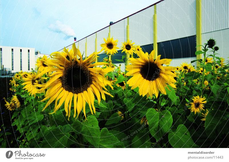 Sonnenblumen gelb grün Blume Pflanze