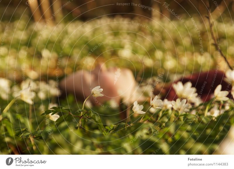 Endlich Frühling!!! Mensch feminin Mädchen Junge Frau Jugendliche Kindheit Kopf Gesicht 1 Umwelt Natur Landschaft Pflanze Blume Blüte Wald frei hell nah