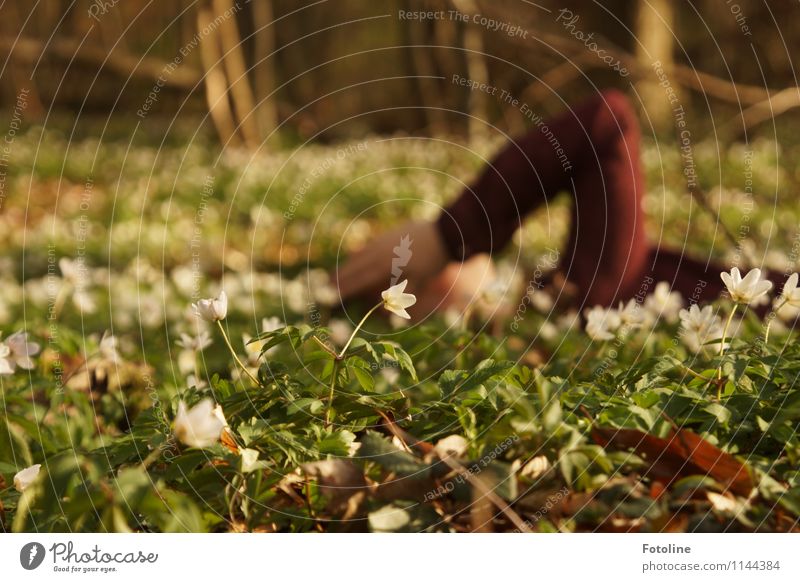 Relax Mensch feminin Mädchen Junge Frau Jugendliche Kindheit Arme 1 Umwelt Natur Pflanze Frühling Schönes Wetter Blume Blüte Wald hell Wärme braun grün weiß