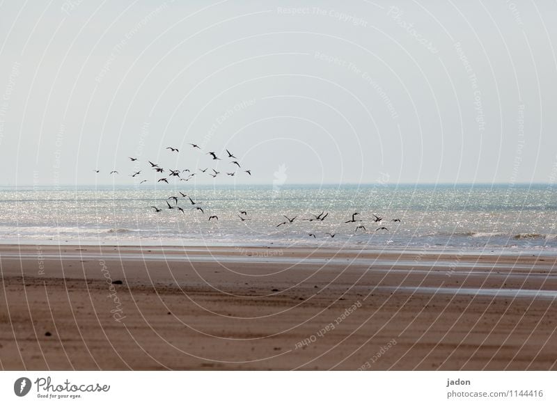 vögel und meer. Umwelt Natur Landschaft Tier Sand Himmel Schönes Wetter Wellen Küste Strand Meer Atlantik Luftverkehr Wildtier Vogel Tiergruppe Schwarm fliegen