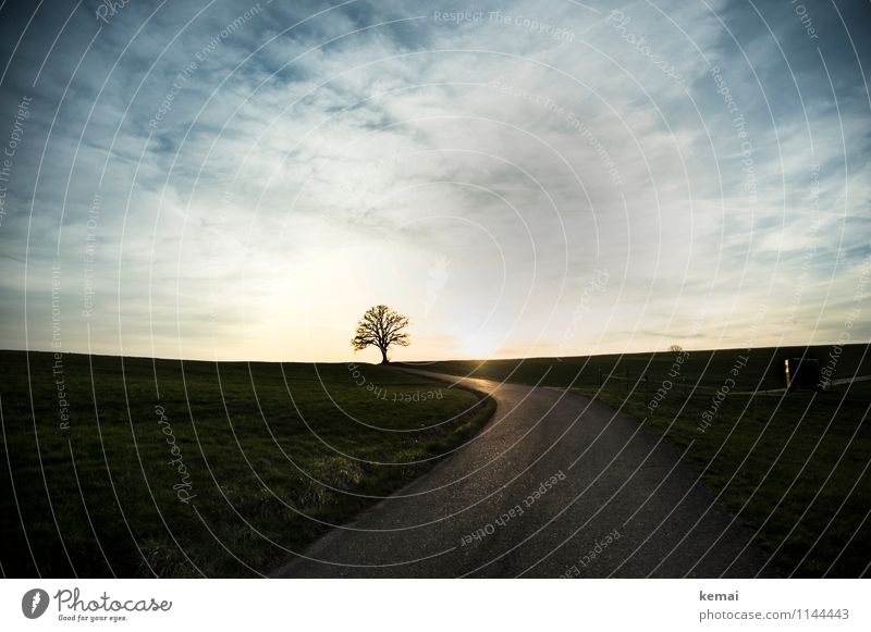 One tree to rule them all Umwelt Natur Landschaft Himmel Wolken Sonnenaufgang Sonnenuntergang Sonnenlicht Sommer Schönes Wetter Baum Feld Hügel Straße