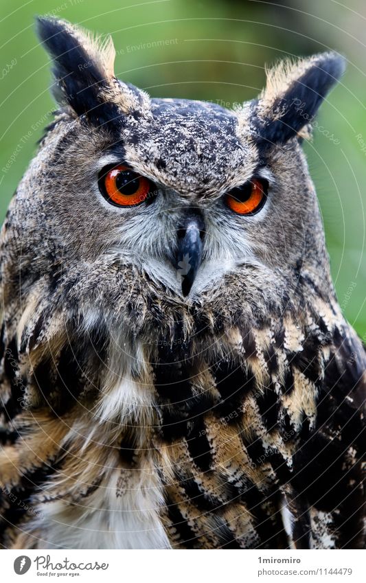 Eule Porträt mit grünem Hintergrund hinter Tier Vogel 1 braun Schnabel Auge Feder Etage Jäger orange Waldohreule beten Raubtier starren Sehvermögen Farbfoto Tag