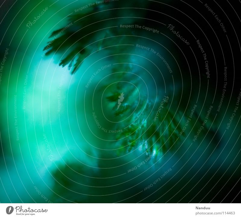 Wunderwelt Makroaufnahme grün geheimnisvoll weich hart glänzend Kostbarkeit teuer Rohstoffe & Kraftstoffe Baum Weihnachtsbaum gewachsen entstehen Alkoholisiert
