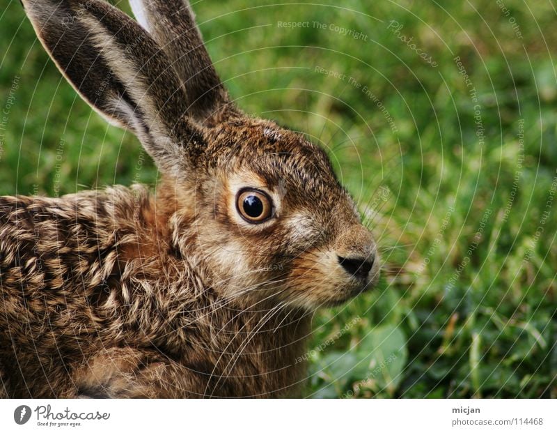 Pupsi Hase & Kaninchen Tier Schnauze niedlich Wildtier Fell Pflanzenfresser Angst Wachsamkeit bewegungslos Gras grün braun Blick Ostern Lebewesen Säugetier