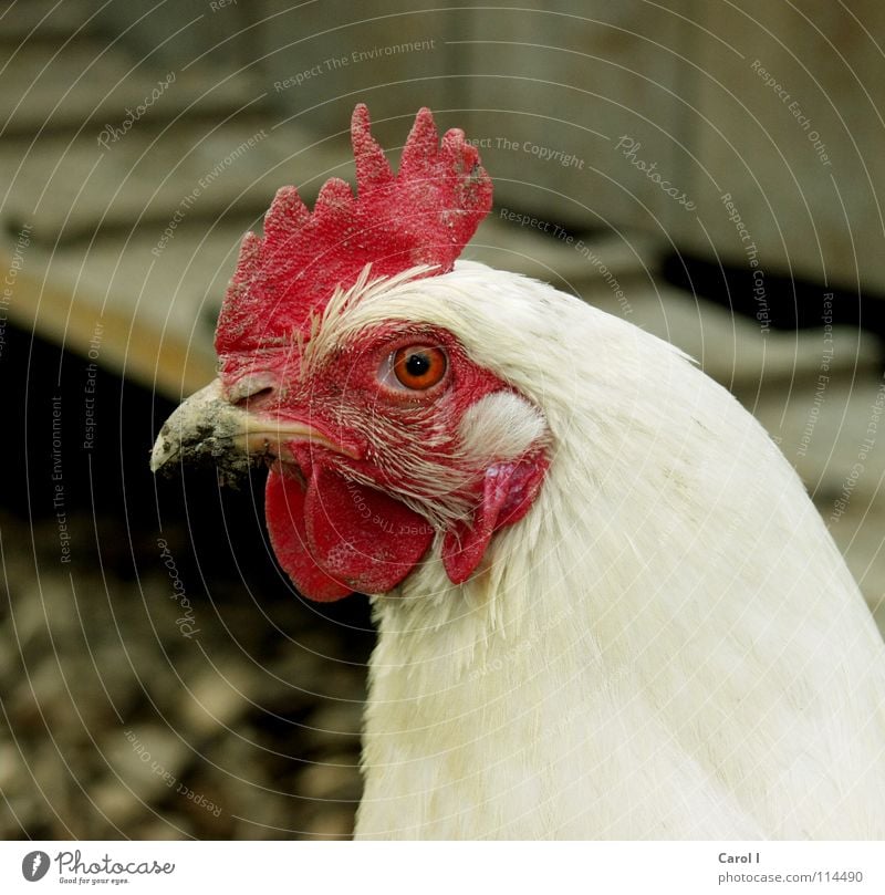 Die Henne Haushuhn rot Hahn Schnabel Rührei weiß Bauernhof Nutztier Spiegelei Vogel rockig nützlich Feder Leiter Ei Eier legen picken Hühnerleiter Poulet