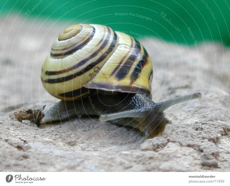 na Kleine Schleim Fühler Haus Schnecke Stein