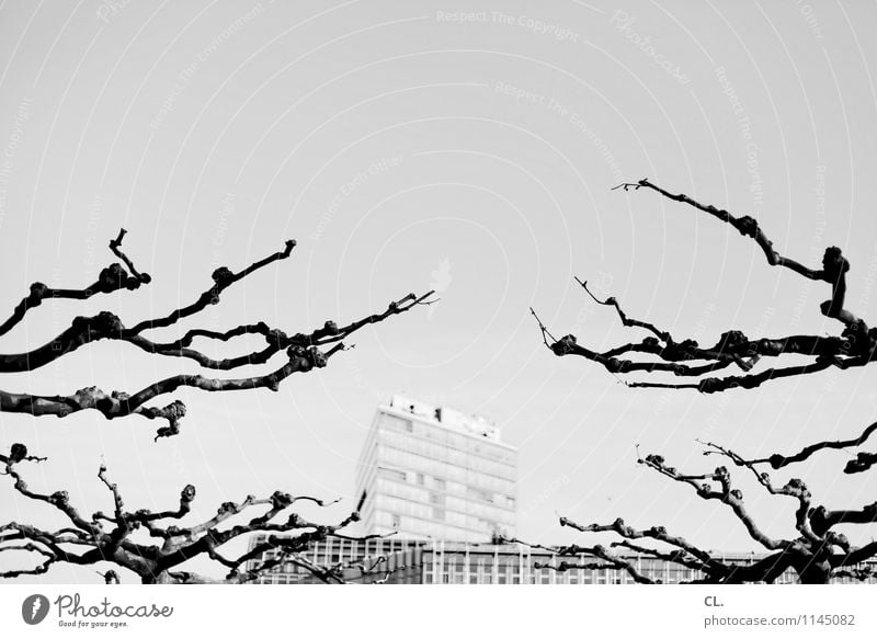 bäume und häuser Umwelt Natur Wolkenloser Himmel Wetter Schönes Wetter Baum Zweige u. Äste Düsseldorf Stadt Hochhaus Gebäude Architektur komplex Schwarzweißfoto