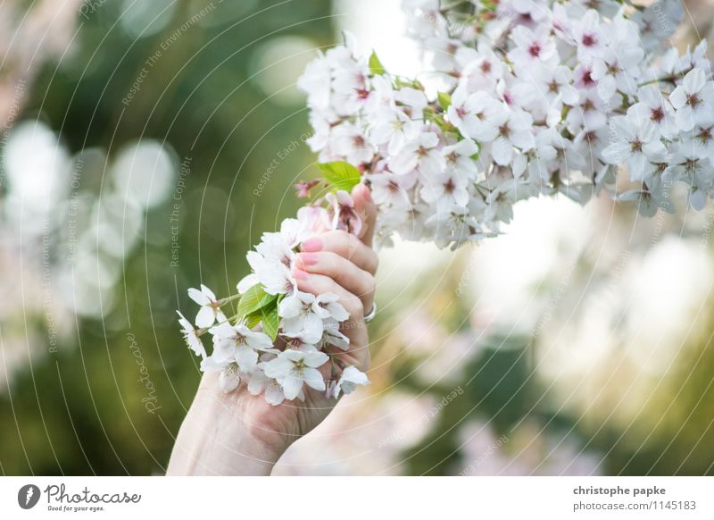 greifbarer Frühling feminin Hand Natur Pflanze Baum Blume Blüte Blühend schön Frühlingsgefühle Kirschblüten Apfelbaum Farbfoto Außenaufnahme Nahaufnahme Tag