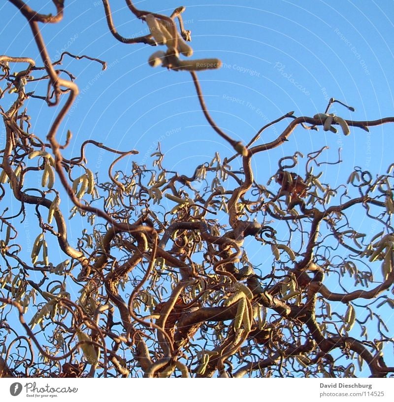 Die hellblaue Verwirrtheit hell-blau Baum Pflanze braun Sonnenuntergang Blatt durcheinander Herbst Winter Haselnuss Himmel Ast Kurve Verwirbelung Klarheit