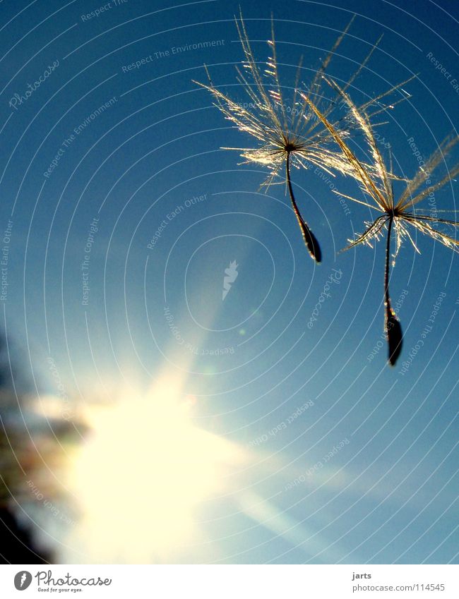 Sommergruß Schweben Zusammensein Löwenzahn träumen Himmel Sonne frei Freiheit fliegen fallen jarts