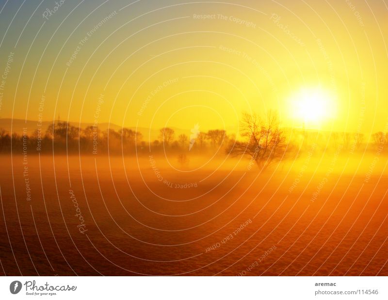 Licht Sonnenaufgang Nebel Baum Wiese Viernheim Himmelskörper & Weltall Landschaft Deutschland