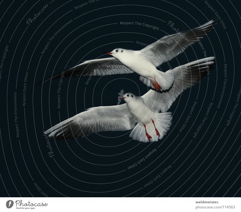 Synchronflug Möwe Lachmöwe Nacht Nachtaufnahme dunkel Vogel Meer Strand Möve Himmel Luftverkehr fliegen Flügel Feder