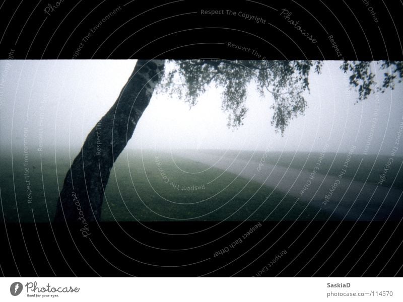 weg ins nichts Nebel Baum Birke grün Wiese Stimmung minimalistisch Trauer Verzweiflung Frieden Landschaft kleinbild Wege & Pfade Straße grass minimal. licht