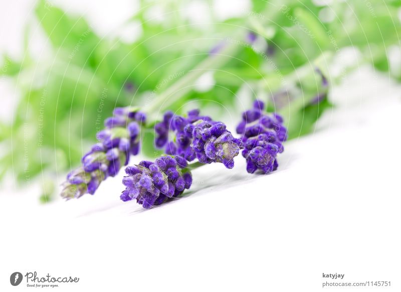 Lavendel Blume Blumenstrauß Kräuter & Gewürze Bündel Erholung Fliederbusch Isoliert (Position) Jahreszeiten violett Natur Parfum Pflanze Sommer Nahaufnahme