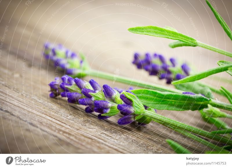 Lavendel Blume Blumenstrauß Kräuter & Gewürze Bündel Blüte Fliederbusch Jahreszeiten violett Natur Pflanze Sommer Nahaufnahme Blühend aromatisch Erholung