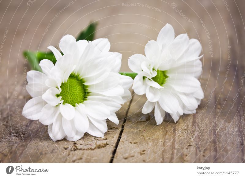 weisse Blümchen Blume Muttertag Glückwünsche Geschenk Ehefrau Ehre Geburtstag Valentinstag Freude weiß Postkarte Liebe Hochzeit Gutschein