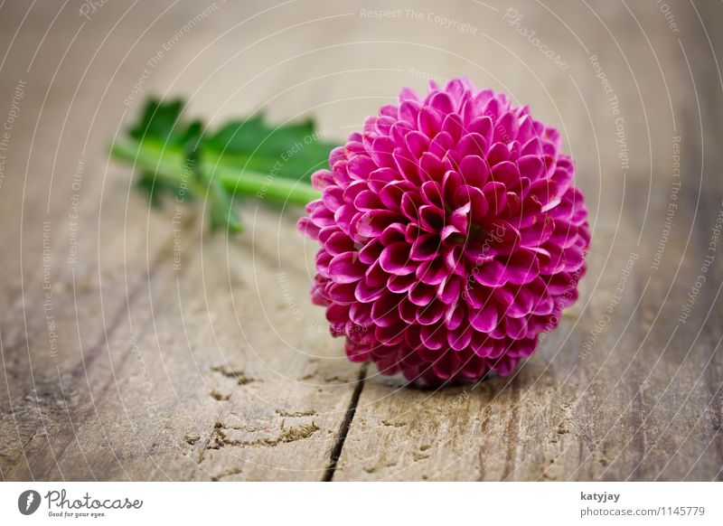 pinke Blume Muttertag Glückwünsche Geschenk Ehefrau Ehre Feste & Feiern Frau Freude rot Postkarte Liebe rosa Gutschein Dekoration & Verzierung schenken Feiertag