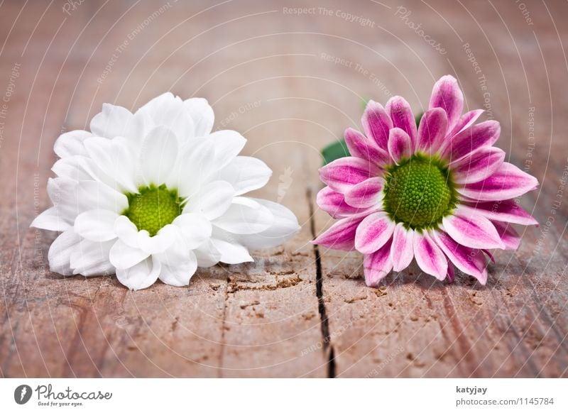 pinke Blumen Muttertag Glückwünsche Geschenk Ehefrau Ehre Geburtstag Valentinstag Freude rot Postkarte Liebe rosa Gutschein Dekoration & Verzierung schenken