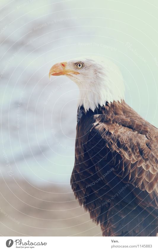 Weißkopf Natur Tier Himmel Zweige u. Äste Vogel Adler 1 beobachten braun weiß Anmut Feder Farbfoto Gedeckte Farben Außenaufnahme Nahaufnahme Menschenleer