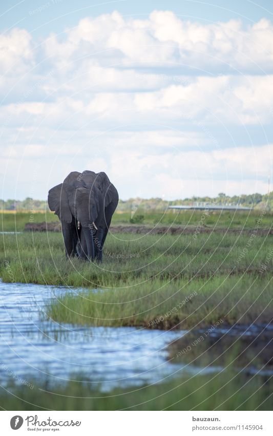 chobe. Ferien & Urlaub & Reisen Tourismus Ausflug Abenteuer Sightseeing Safari Expedition Sommer Schönes Wetter Gras Flussufer Chobe Botswana Afrika Bootsfahrt