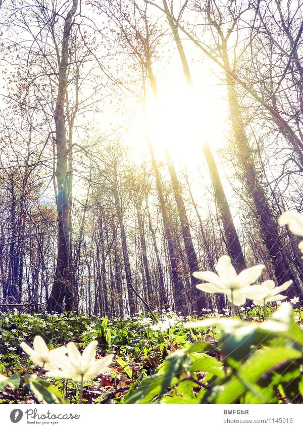 Frühlingserwachen im Wald Umwelt Natur Landschaft Pflanze Sonnenaufgang Sonnenuntergang Sonnenlicht Schönes Wetter Baum Blume Gras Blatt Blüte Grünpflanze