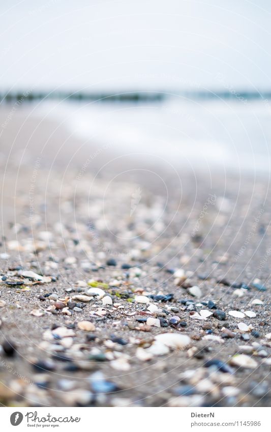 Streifen Strand Meer Landschaft Sand Wasser Horizont Ostsee Stein grau grün weiß Mecklenburg-Vorpommern Muschelschale Sandstrand Farbfoto Außenaufnahme