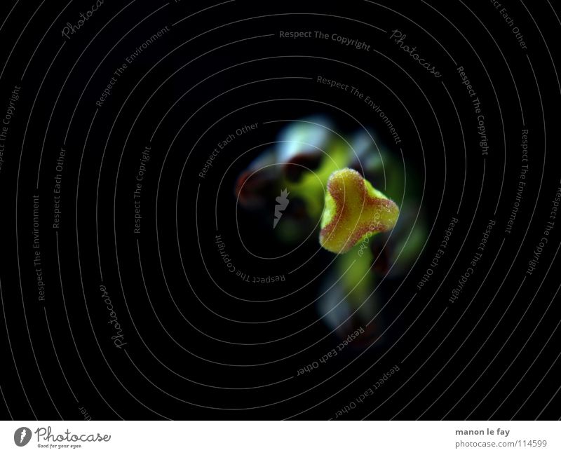 Redon grün schwarz Pflanze Blüte skurril Leben Blütenstempel Staubfäden außergewöhnlich zart Lilien Licht halbdunkel Liliengewächse Blume Makroaufnahme