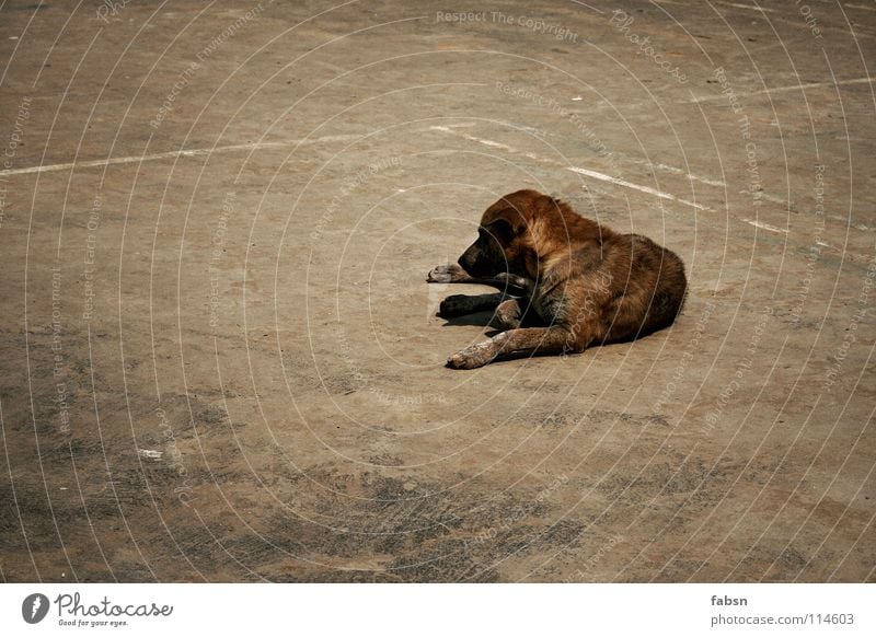 LAY THE DOG Hund Mischling Tier Platz Gefühle Asien Säugetier straßenhund promenadenmischung befallen court