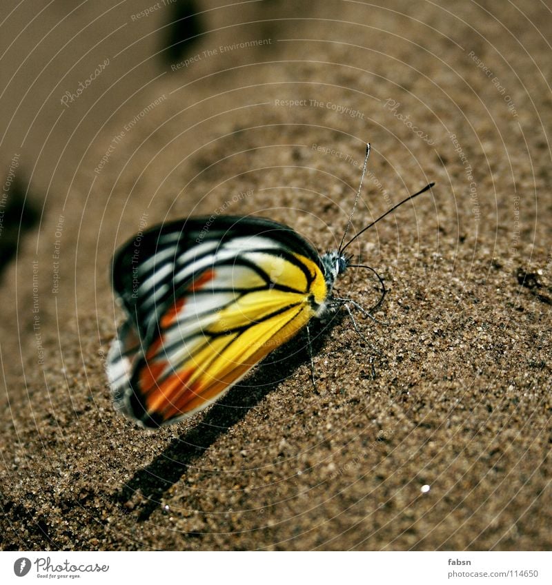 SMASHY mehrfarbig Schatten Erholung Sommer Strand Natur Tier Sand Wüste Schmetterling Flügel genießen gelb rot Fühler Asien animal coloured wings orange